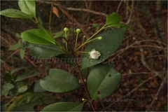 Eugenia bracteata